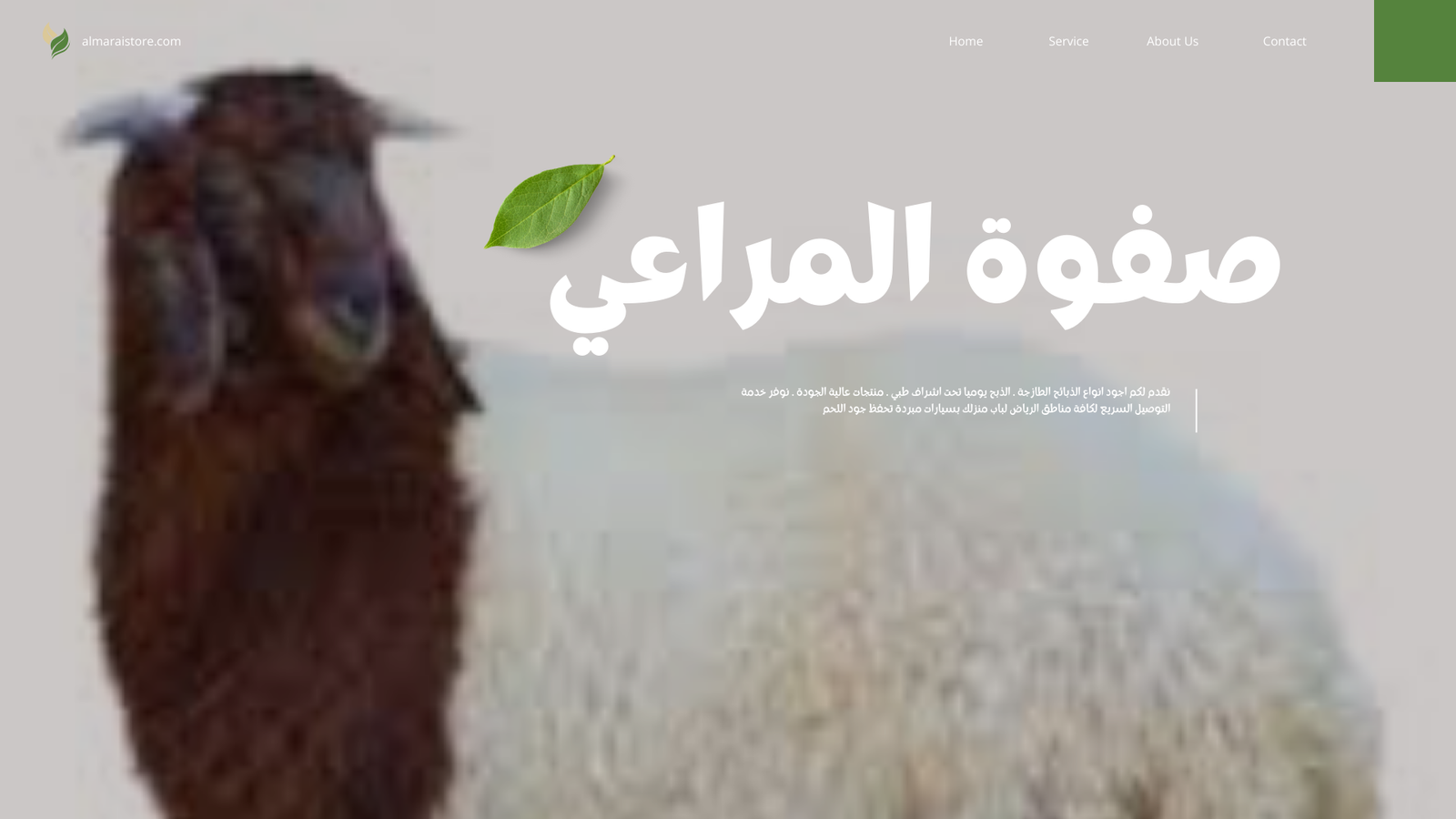 You are currently viewing خروف نعيمي جذع: متجر ذبائح صفوة المراعي