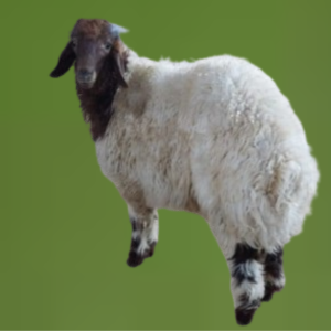 You are currently viewing خروف نعيمي صغير