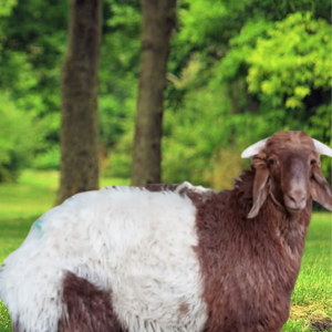 Read more about the article أفضل خدمة توصيل ذبايح طازجة في الرياض – نعيمي، حري، نجدي، وسواكني