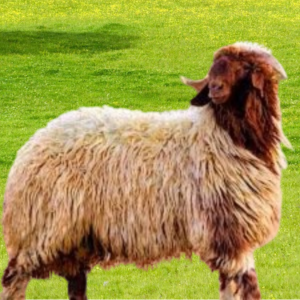 Read more about the article توصيل ذبايح نعيمي وحري ونجدي بلدي في الرياض